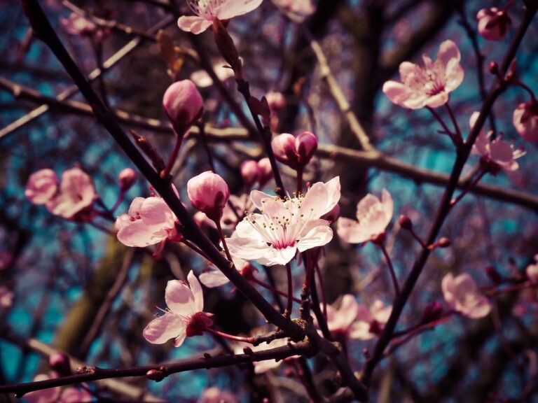 almond blossoms, flowers, blooming-1229138.jpg