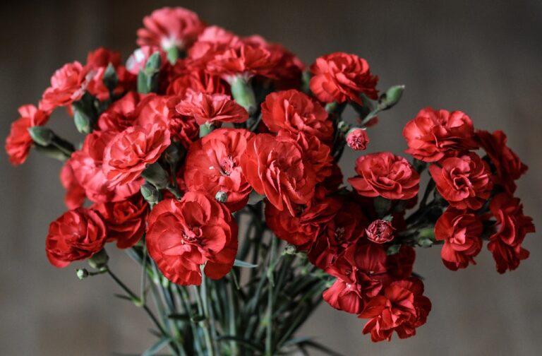 carnation, flowers, red-1488929.jpg